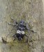 kozlíček (Brouci), Leiopus punctulatus (Paykull, 1800), Cerambycidae, Acanthocinini (Coleoptera)